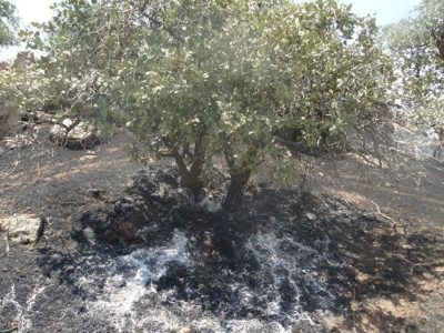 لرستان در آستانه تابستانی پرخطر؛ آتش و خشک‌سالی دوگانه مرگبار زاگرس