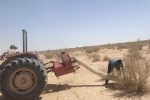 ملخ‌های بومی برای تولید خوراک طیور و آبزیان جارو می‌شوند