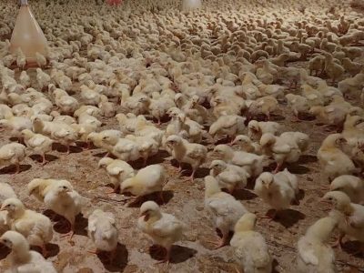 هیچ موردی از آنفلوآنزای فوق‌حاد پرندگان در سال گذشته گزارش نشد