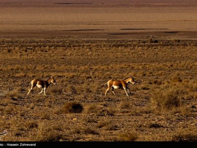 گورخر ایرانی هنوز برای بقا می‌جنگد