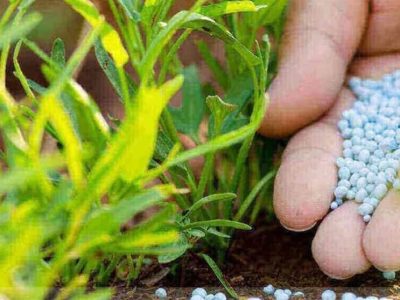 یک نفر از هر ۴ کشاورز آمریکایی بدون کود مانده است