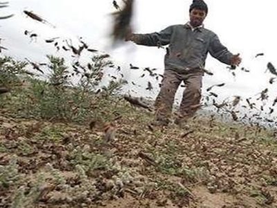 آغاز طرح تبدیل ملخ‌های آفت‌زا به خوراک طیور در کشور