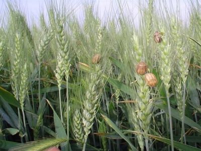 امسال حداقل ۳۰درصد ظرفیت تولید گندم دیم از بین رفت