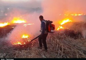 تشکیل پرونده قضایی برای عوامل آتشسوزی در گندمزارهای کلاله