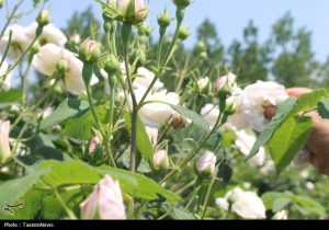 تولید گلاب مرغوبتر از قمصر کاشان در شمال با گلمحمدی سفید