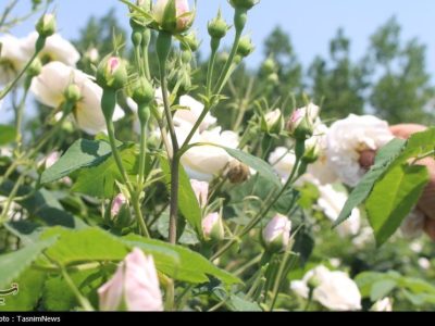 تولید گلاب‌ مرغوب‌تر از قمصر کاشان در شمال با گل‌محمدی سفید