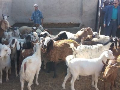 صادرات آخال حبوبات؛ ارزآوری یا تشدید بحران خوراک دام؟