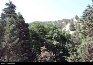 فاجعه در ‌جنگل‌های هیرکانی/ درختان ۱۲۰۰ ساله خشک شدند!