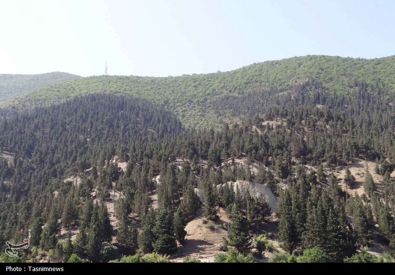 جنگل های هیرکانی , اخبار استان گلستان , جنگل , 