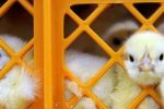 قیمت جوجه ۳۰ هزار تومان کاهش یافت