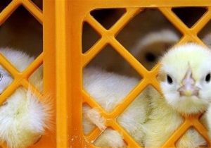 قیمت جوجه ۳۰ هزار تومان کاهش یافت