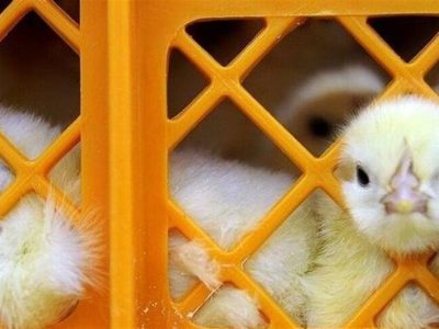 قیمت جوجه ۳۰ هزار تومان کاهش یافت