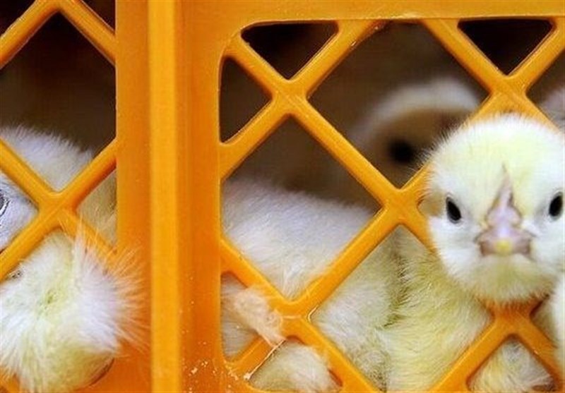 قیمت جوجه ۳۰ هزار تومان کاهش یافت