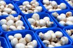 قیمت قارچ در جنگ اخیر کاهش یافت