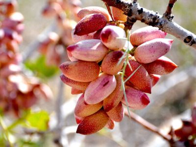 ایران بر سکوی دوم صادرات پسته ایستاد؛ سهم ایران از ارزش کل پسته صادراتی بیش از ۱۳درصد است