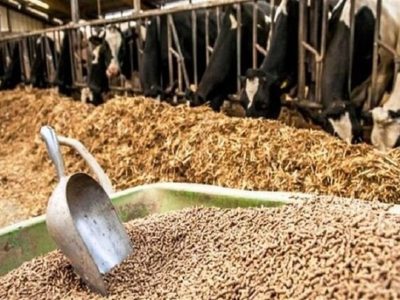 ببینید|حجم عرضه نهادههای دامی از تقاضا بیشتر شد