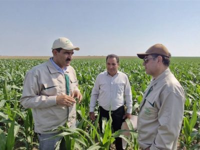 بذر هیبرید ذرت ۷۰۴؛ حلقه نخست زنجیره تولید ۲۰ میلیون تن محصولات دامی