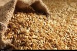 نرخ مصوب گندم صنف و صنعت ۵۳ هزار تومان تعیین شد