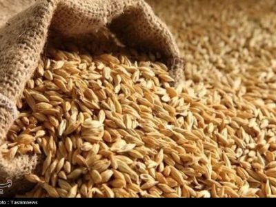 نرخ مصوب گندم صنف و صنعت ۵۳ هزار تومان تعیین شد