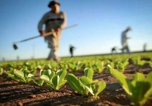 پیش بینی ارزش ۷۲میلیارد دلاری بازار کشاورزی ایران در سال ۲۰۲۶؛ رشد ۳.۶درصدی بازار تا ۲۰۳۱