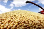 کاهش ۷.۴درصدی میانگین قیمت جهانی سویای صادراتی در ۲۰۲۵؛ سهم ایران از بازار جهانی چقدر است؟