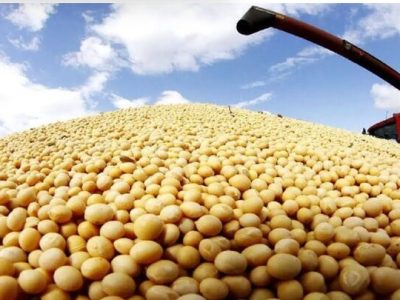 کاهش ۷.۴درصدی میانگین قیمت جهانی سویای صادراتی در ۲۰۲۵؛ سهم ایران از بازار جهانی چقدر است؟