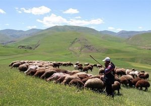 افزایش تولید دام سبک و گوشت قرمز دامداران عشایری