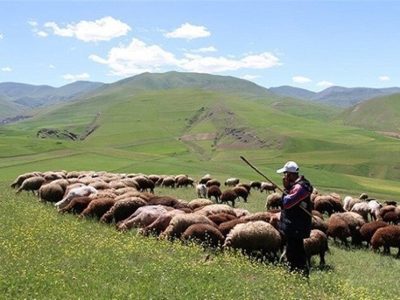 افزایش تولید دام سبک و گوشت قرمز دامداران عشایری
