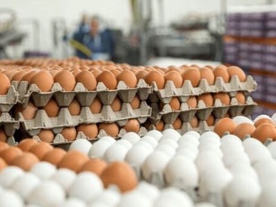 تحلیل بازار جهانی تخم مرغ تازه در ۲۰۲۵| اروپا در صدر صادرات؛ ایران در مسیر عقبگرد