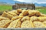 صادرات سیبزمینی تا پایان سال ممنوع شد