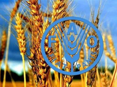 فائو: ایران امسال بیشتر از متوسط ۵ ساله غله تولید میکند