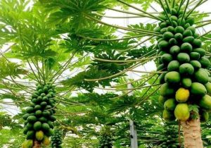 پاپایاهای ایرانی از دل شمال به بازار رسیدند؛ روایت یک کارآفرینی متفاوت