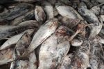 کشف یک تن ماهی قاچاق توسط دریابانان چابهار