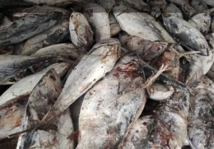 کشف یک تن ماهی قاچاق توسط دریابانان چابهار