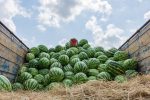بازار جهانی هندوانه بزرگتر شد، سهم ایران کوچک تر؛ صادرات کشور ۳۳.۵ درصد افت کرد