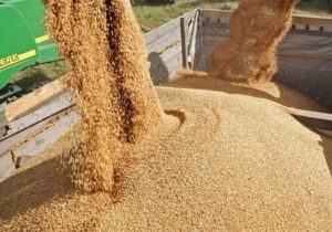 تولید داخل جایگزین ۴۰ درصد جو  وارداتی شد