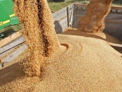 تولید داخل جایگزین ۴۰ درصد جو  وارداتی شد