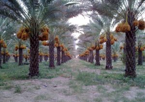 خرمای زاهدی طلحه دشتستان ثبت جهانی شد