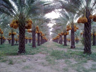 خرمای زاهدی طلحه دشتستان ثبت جهانی شد