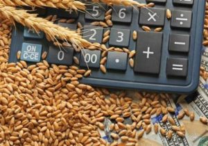 خرید گندم توسط دلالان تا ۶۰ هزار تومان در مناطق مرزی