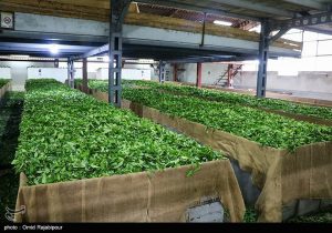 خرید ۱۰۴ هزار تن برگ سبز چای در گیلان/ ۷۸ درصد مطالبات پرداخت شد