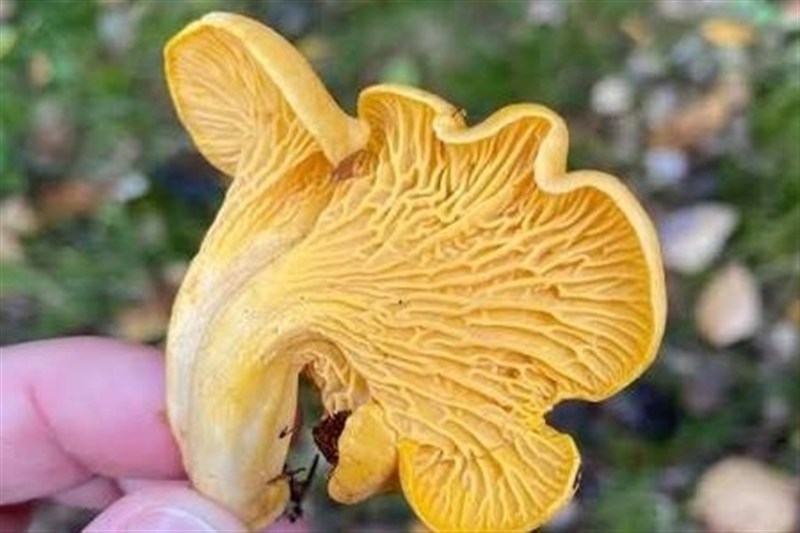 اخبار ساری , 