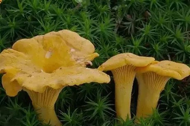اخبار ساری , 