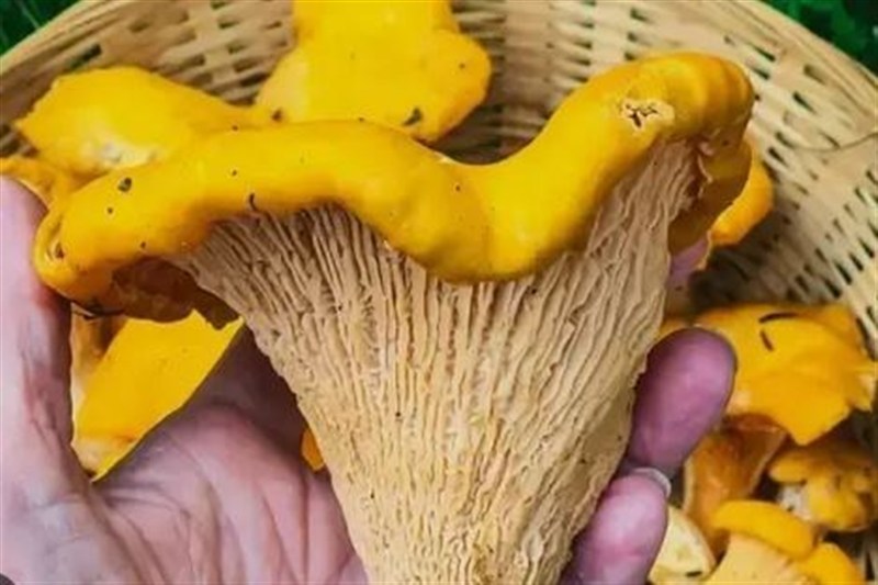 اخبار ساری , 