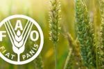 شاخص قیمت جهانی مواد غذایی در مسیر صعود؛ شکر پیشتاز گرانی
