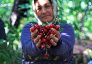 صادرات جهانی گیلاس به ۵.۸۵میلیارد دلار رسید؛ ایران در جایگاه ۳۲ صادراتی