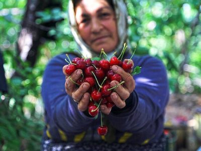 صادرات جهانی گیلاس به ۵.۸۵میلیارد دلار رسید؛ ایران در جایگاه ۳۲ صادراتی
