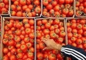 صادرات گوجه‌ تا پایان سال ممنوع شد