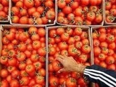 صادرات گوجه‌ تا پایان سال ممنوع شد