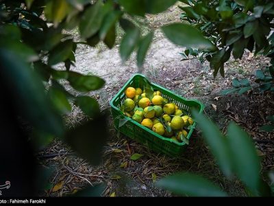 قیمت مرکبات مازندران اعلام شد؛ نارنگی درجه‌یک تا ۱۵۰ هزار تومان